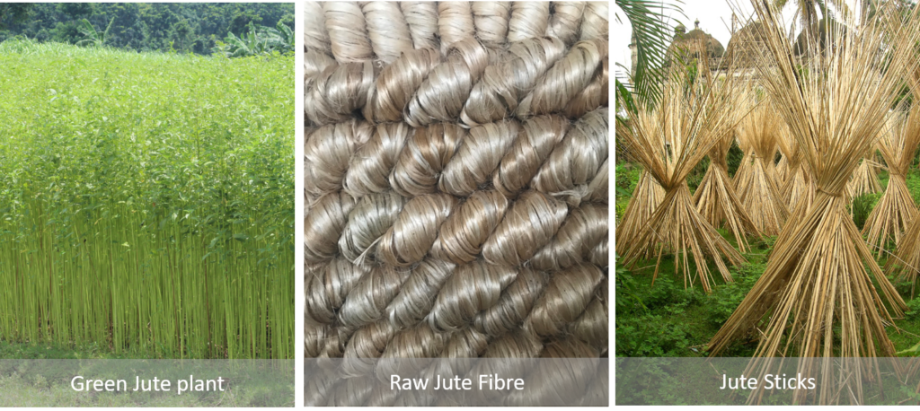 Jute Plant Photos and Images